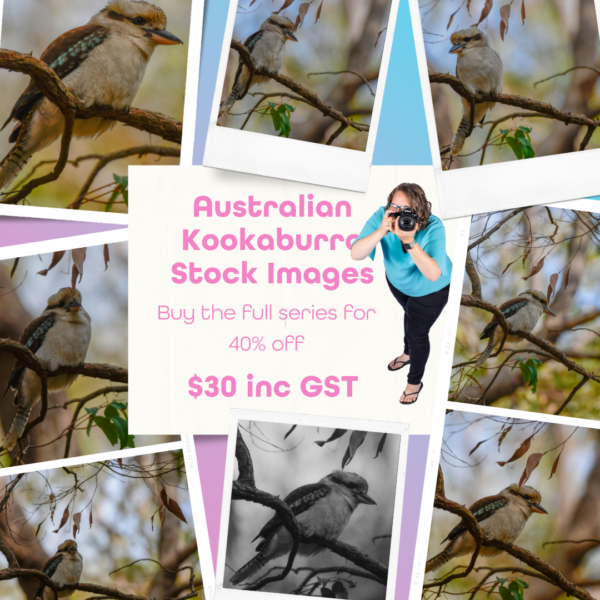 Australian Kookaburra Stock Images: A Glimpse into the Wild